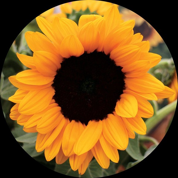 sunflower0321